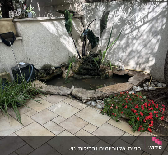 בריכת נוי עם צמחים ודגים בגינה